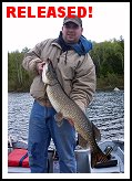 Northern Pike Released!
