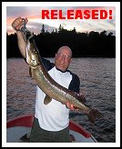 Northern Pike Released!