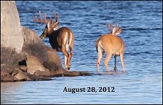 Lake Ogascanan Lodge - Deer 2012