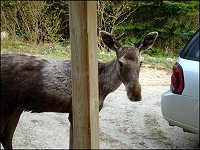 Moose