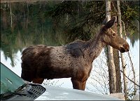 Moose