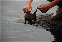 Beaver
