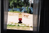 Lynx