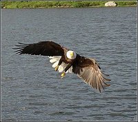 Eagle