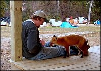 Fox