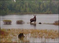 Moose