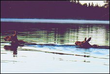 Moose 2015