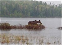Moose